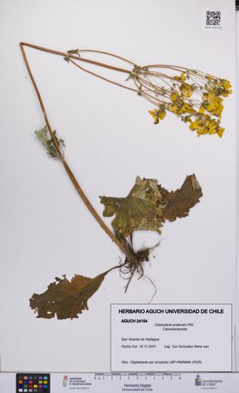 Calceolaria pratensis [Espécimen: UCH:AGUCH:0024154]