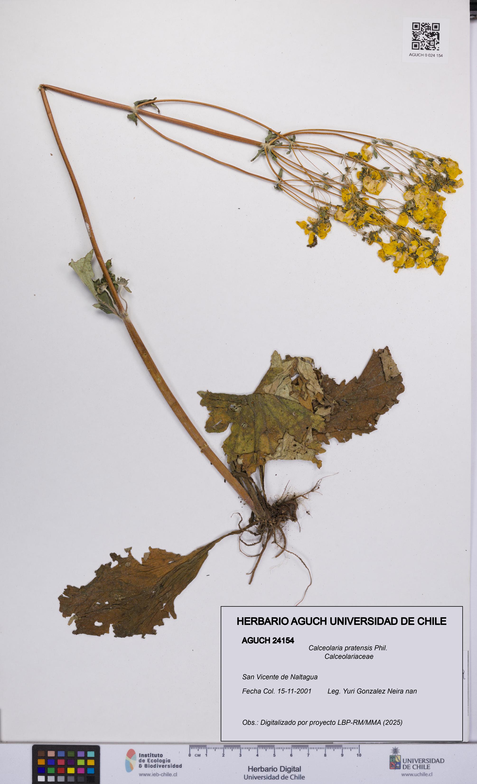 Calceolaria pratensis [Espécimen: UCH:AGUCH:0024154]