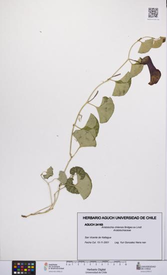 Aristolochia chilensis [Espécimen: UCH:AGUCH:0024163]