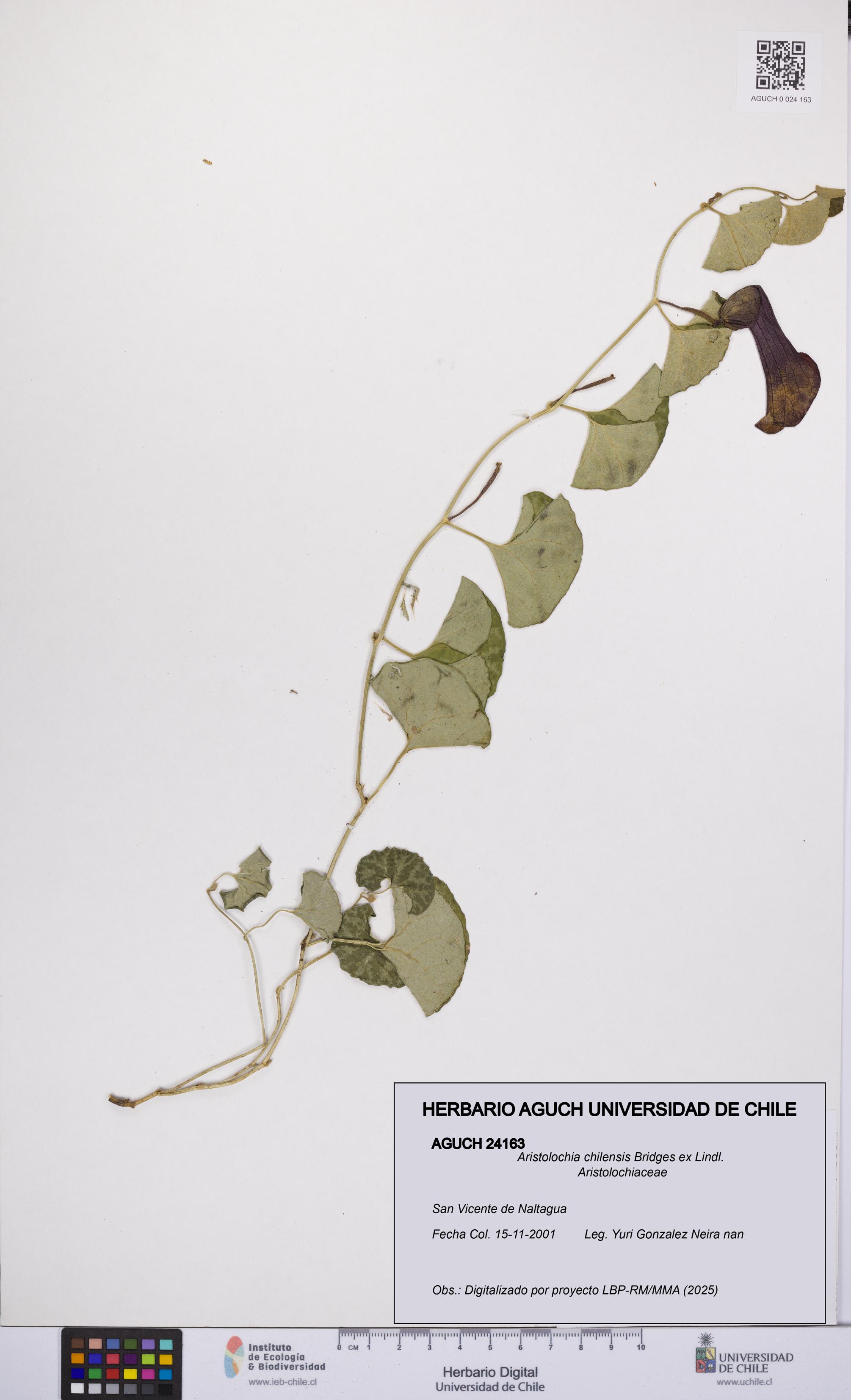 Aristolochia chilensis [Espécimen: UCH:AGUCH:0024163]