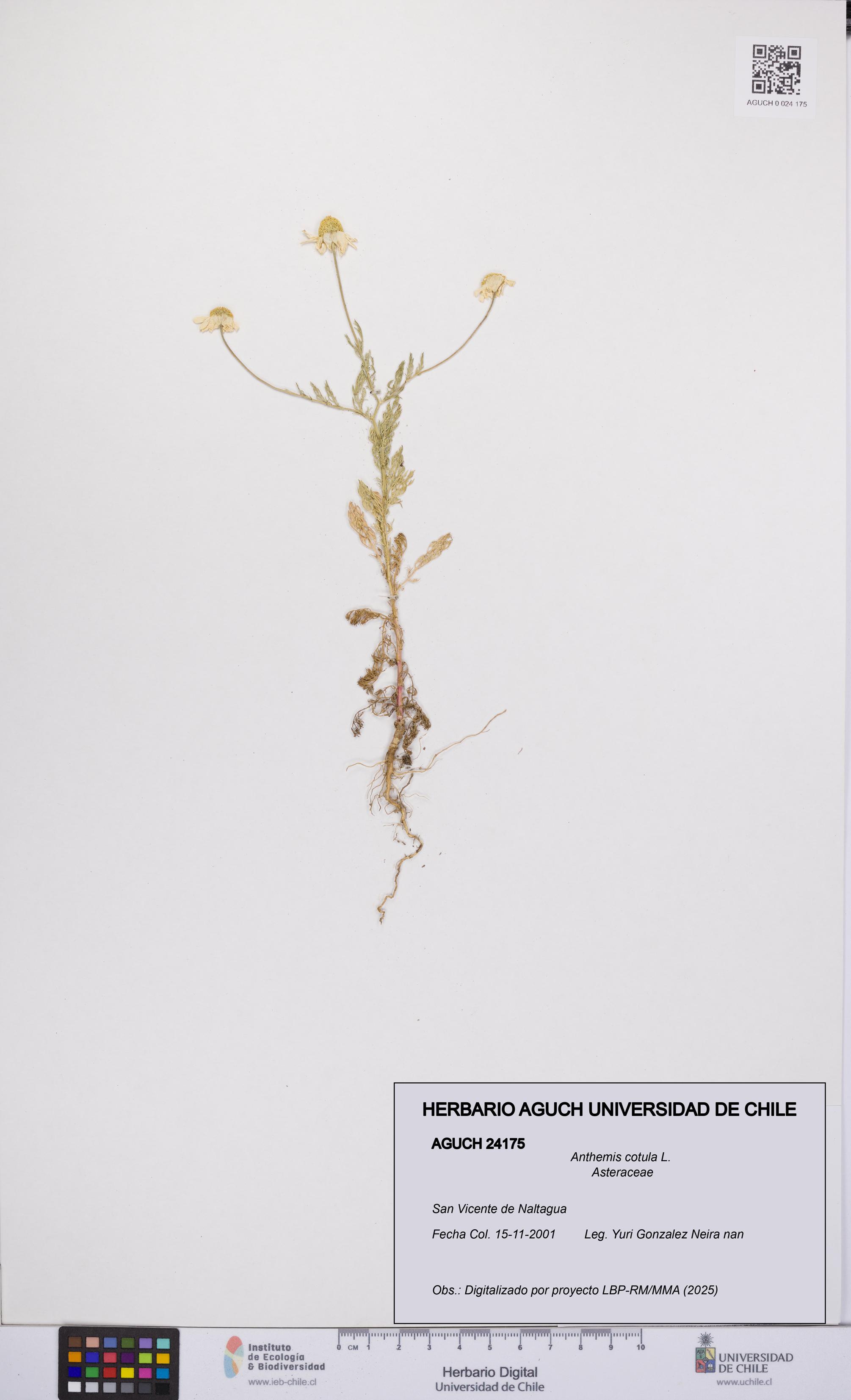 Anthemis cotula [Espécimen: UCH:AGUCH:0024175]
