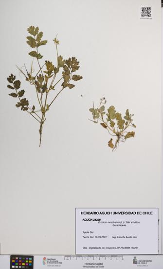 Erodium moschatum [Espécimen: UCH:AGUCH:0024229]