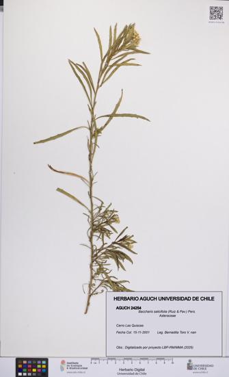 Baccharis salicifolia [Espécimen: UCH:AGUCH:0024254]
