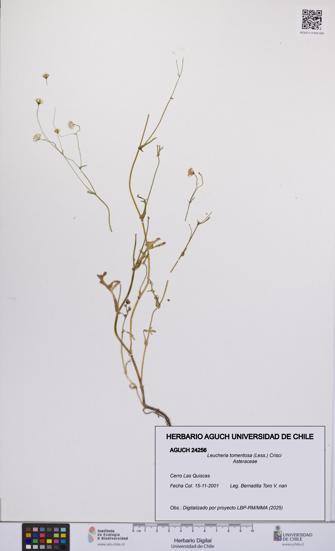 Leucheria tomentosa [Espécimen: UCH:AGUCH:0024256]