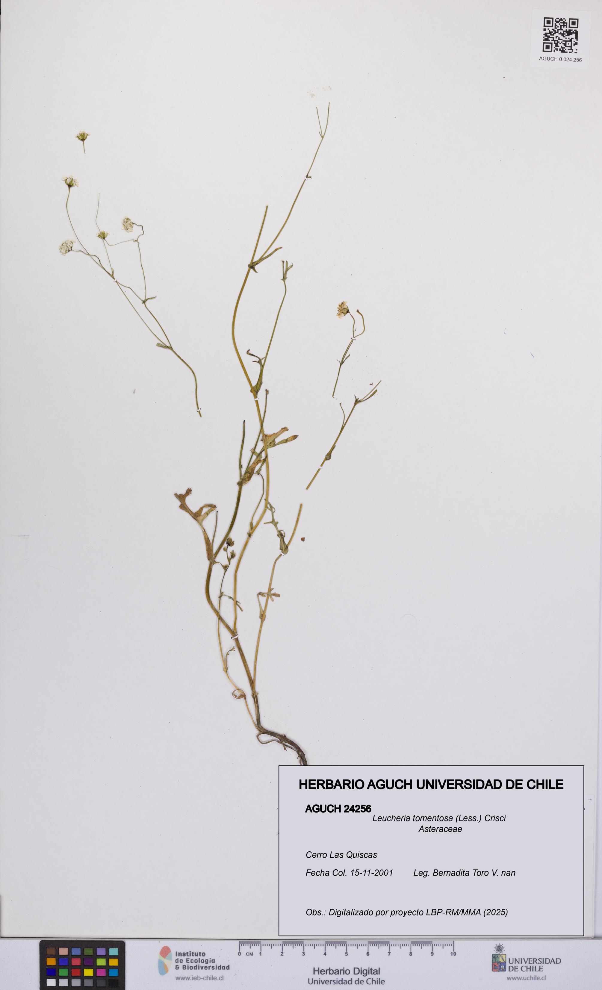 Leucheria tomentosa [Espécimen: UCH:AGUCH:0024256]