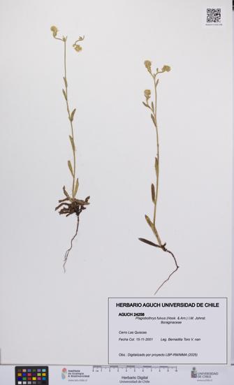 Plagiobothrys fulvus [Espécimen: UCH:AGUCH:0024258]