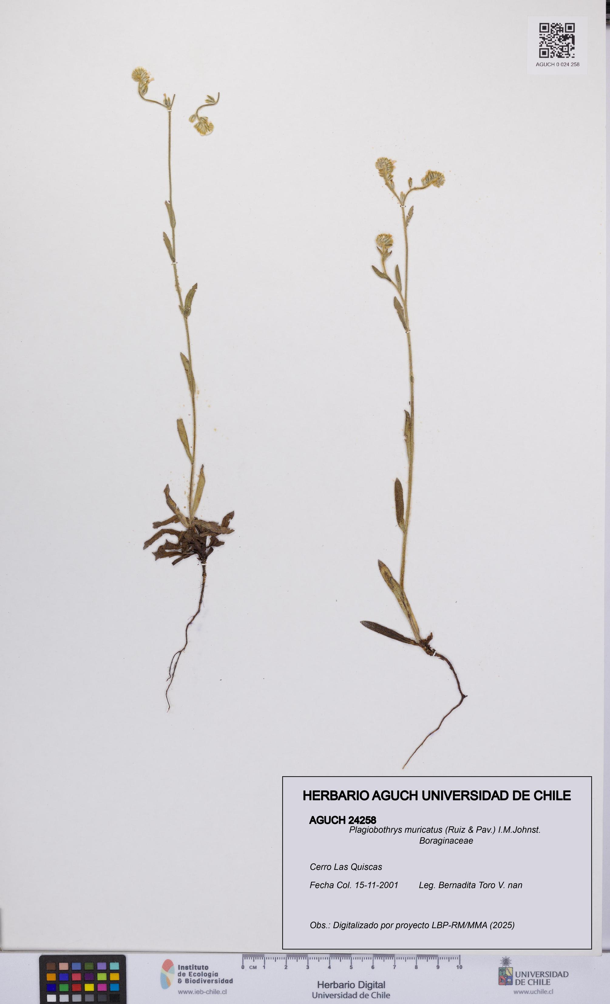 Plagiobothrys muricatus [Espécimen: ]