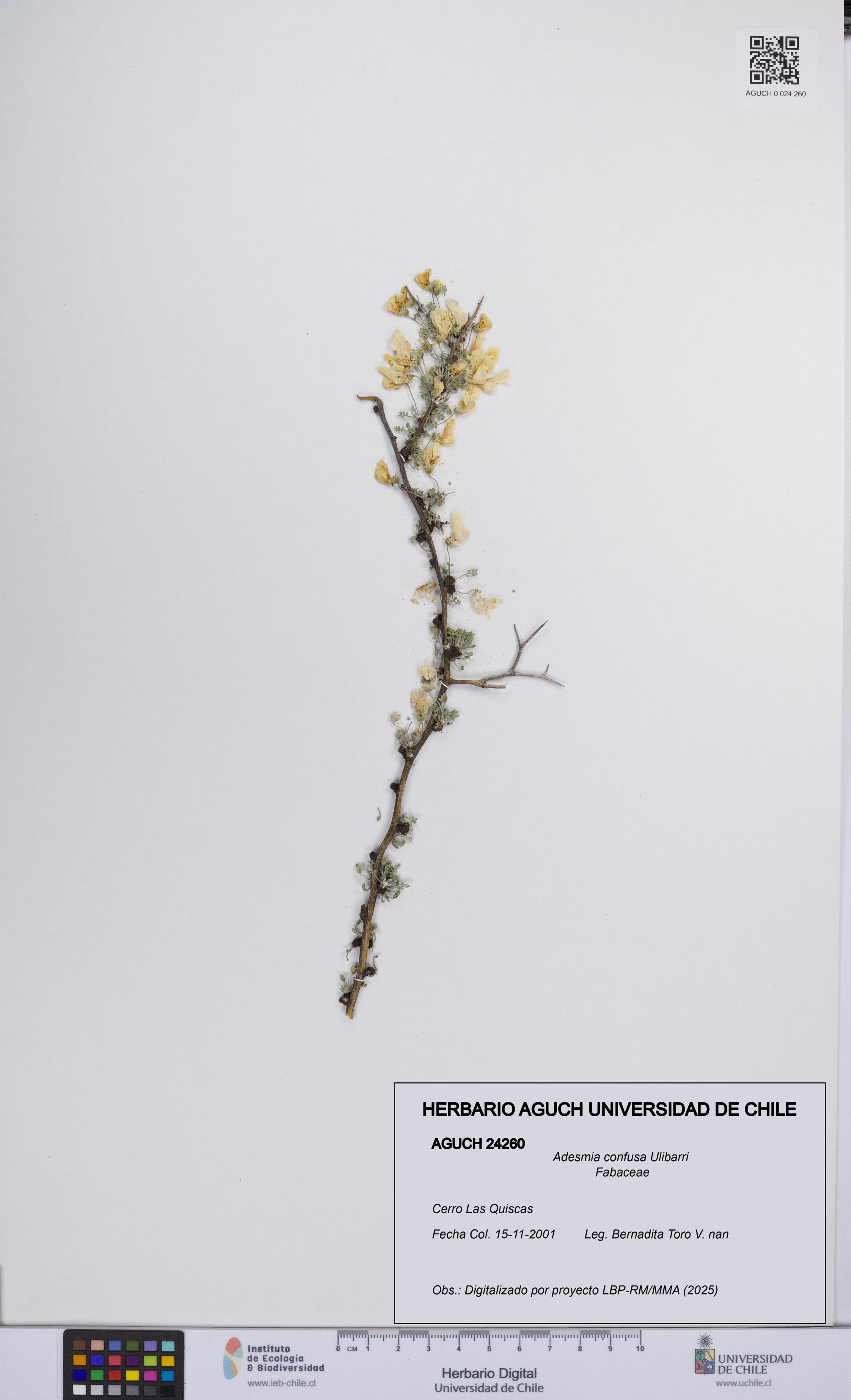 Adesmia confusa [Espécimen: UCH:AGUCH:0024260]