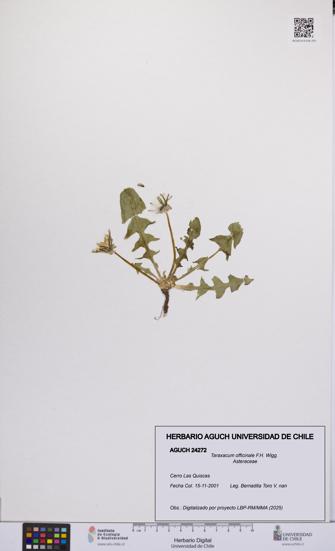 Taraxacum officinale [Espécimen: UCH:AGUCH:0024272]