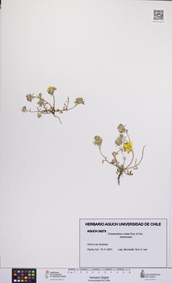 Chaetanthera ciliata [Espécimen: UCH:AGUCH:0024273]