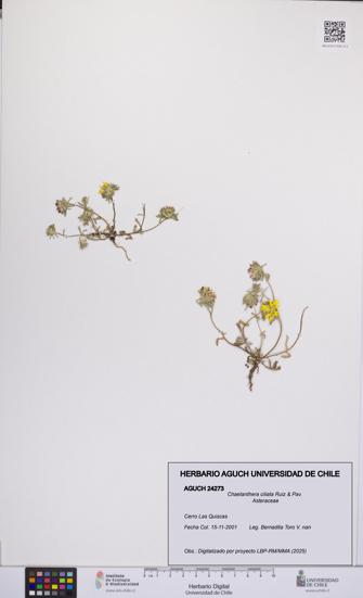 Chaetanthera ciliata [Espécimen: UCH:AGUCH:0024273]