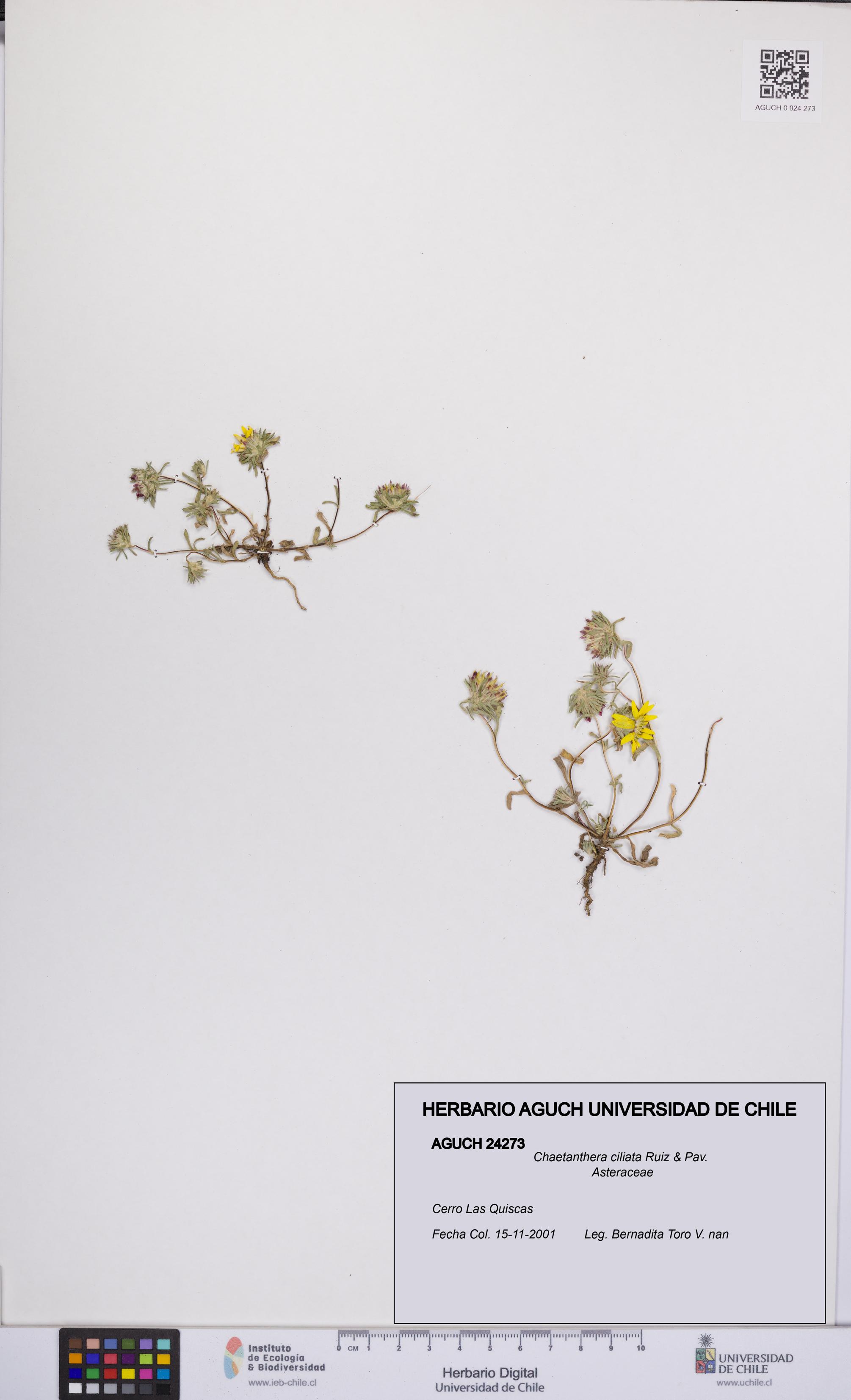 Chaetanthera ciliata [Espécimen: UCH:AGUCH:0024273]