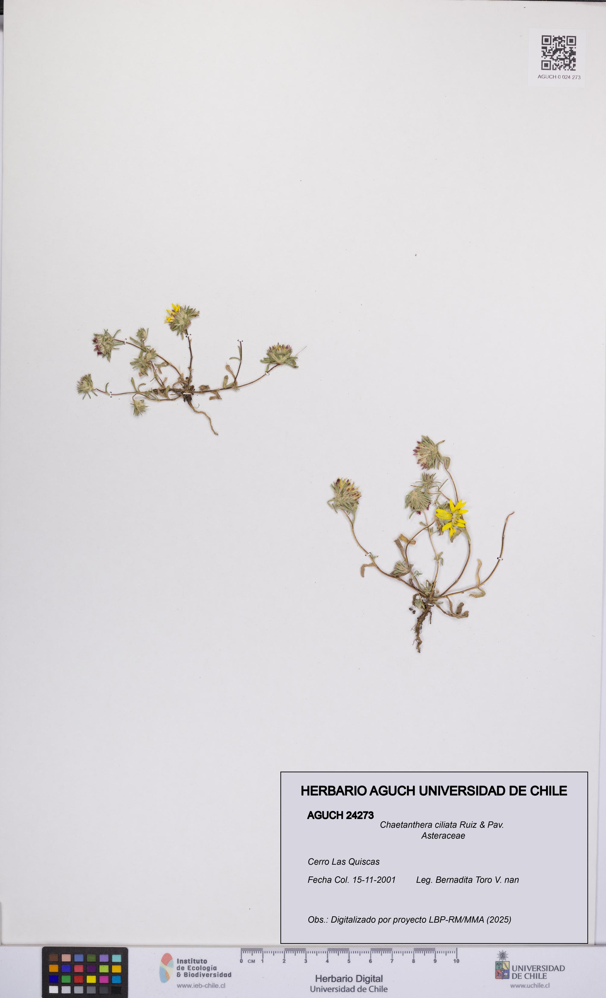 Chaetanthera ciliata [Espécimen: UCH:AGUCH:0024273]