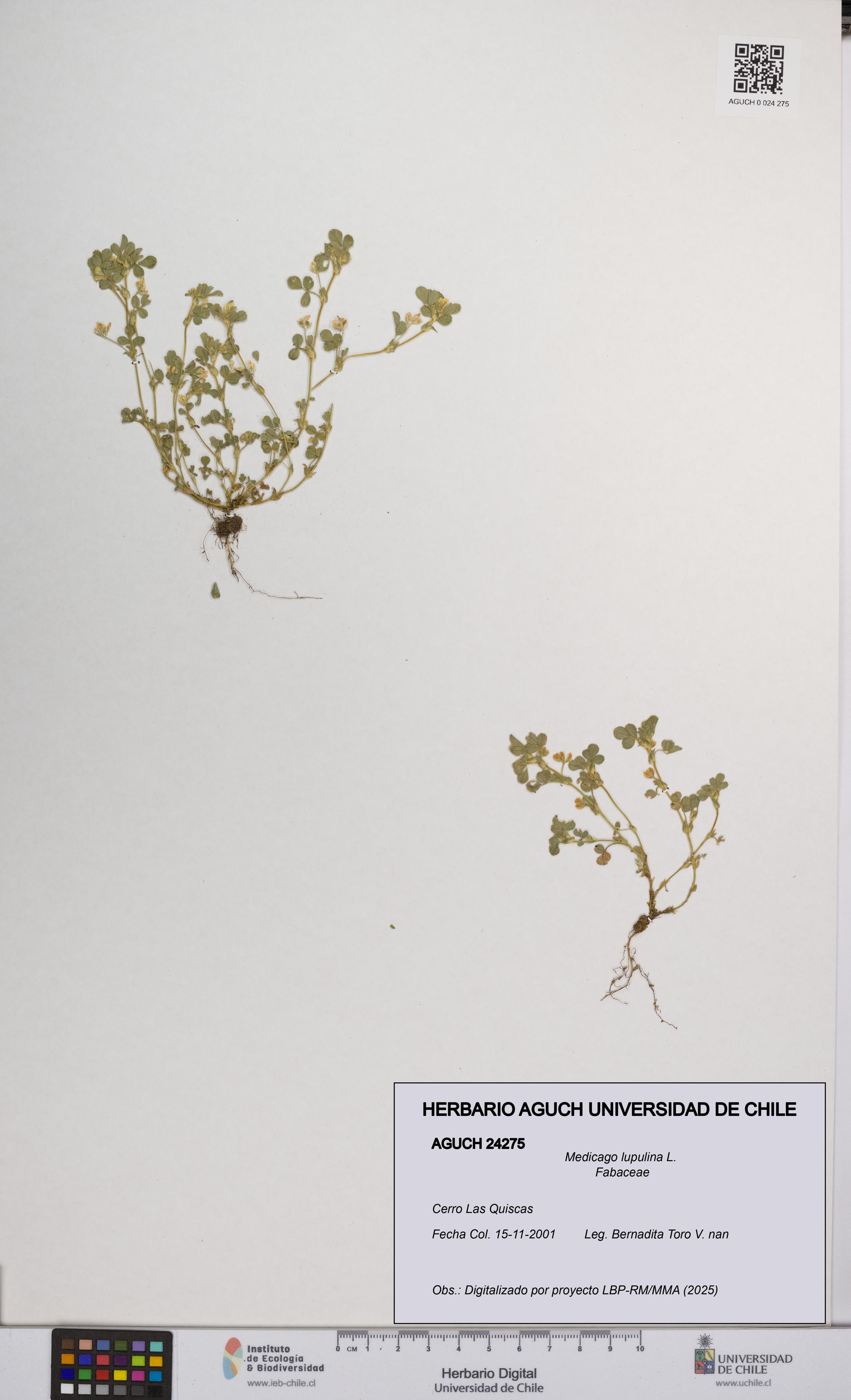 Medicago lupulina [Espécimen: UCH:AGUCH:0024275]