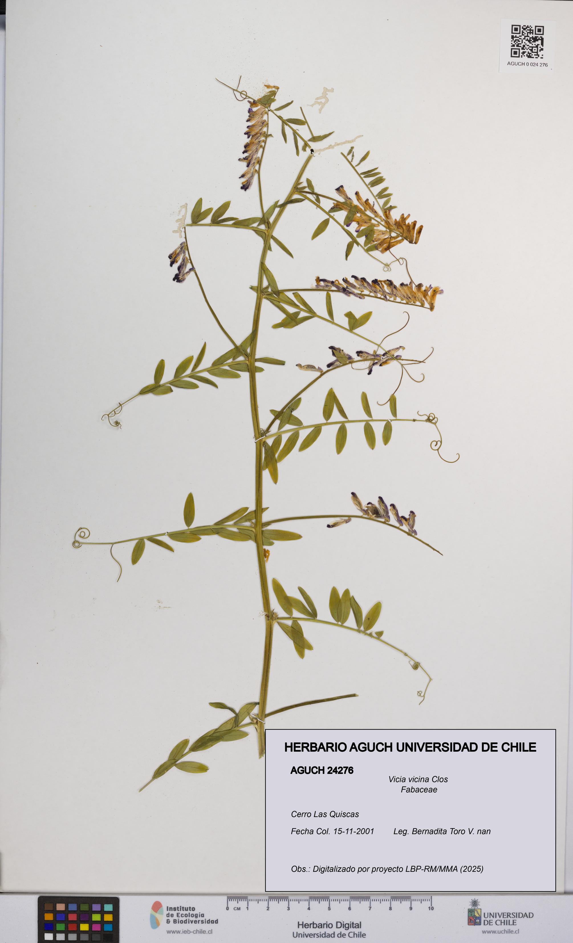 Vicia vicina [Espécimen: UCH:AGUCH:0024276]