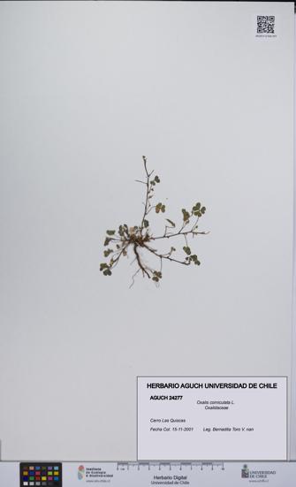 Oxalis corniculata [Espécimen: UCH:AGUCH:0024277]