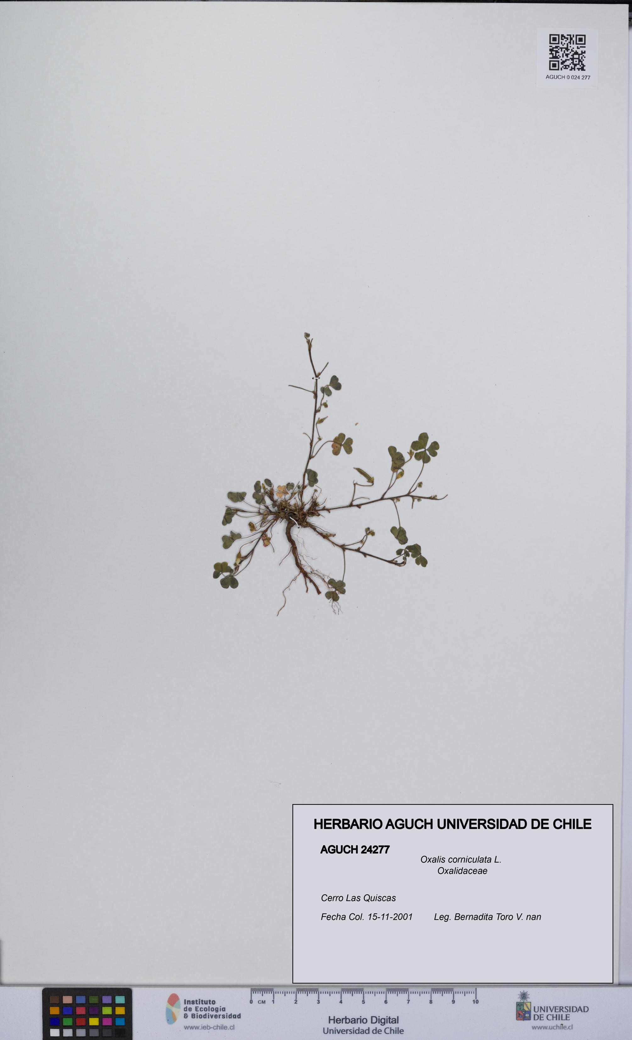 Oxalis corniculata [Espécimen: UCH:AGUCH:0024277]