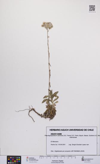 Pseudognaphalium cabrerae [Espécimen: UCH:AGUCH:0024292]