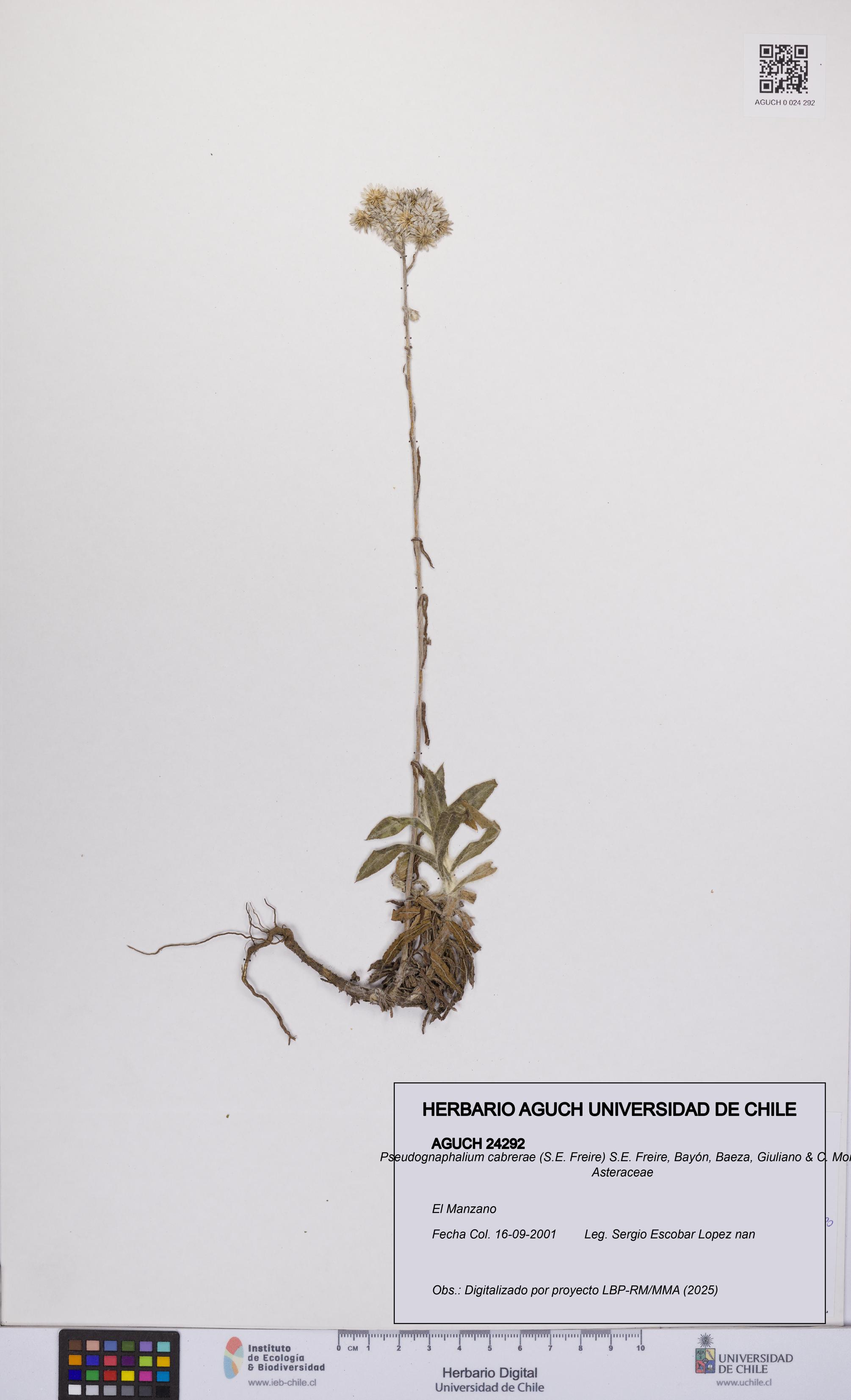 Pseudognaphalium cabrerae [Espécimen: UCH:AGUCH:0024292]