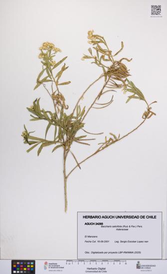 Baccharis salicifolia [Espécimen: UCH:AGUCH:0024293]