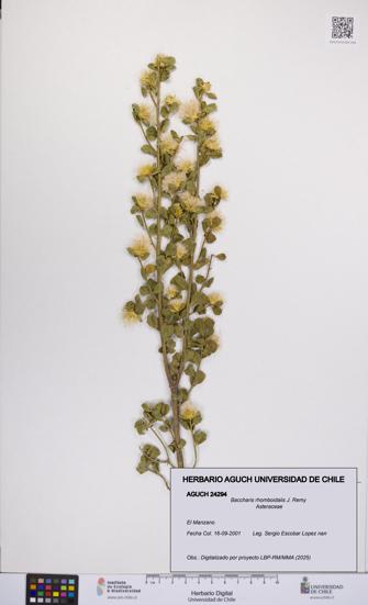 Baccharis rhomboidalis [Espécimen: UCH:AGUCH:0024294]
