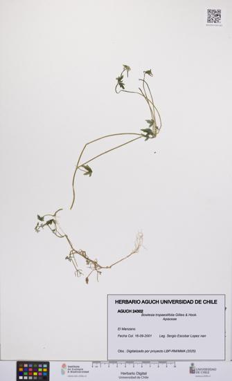 Bowlesia tropaeolifolia [Espécimen: UCH:AGUCH:0024302]