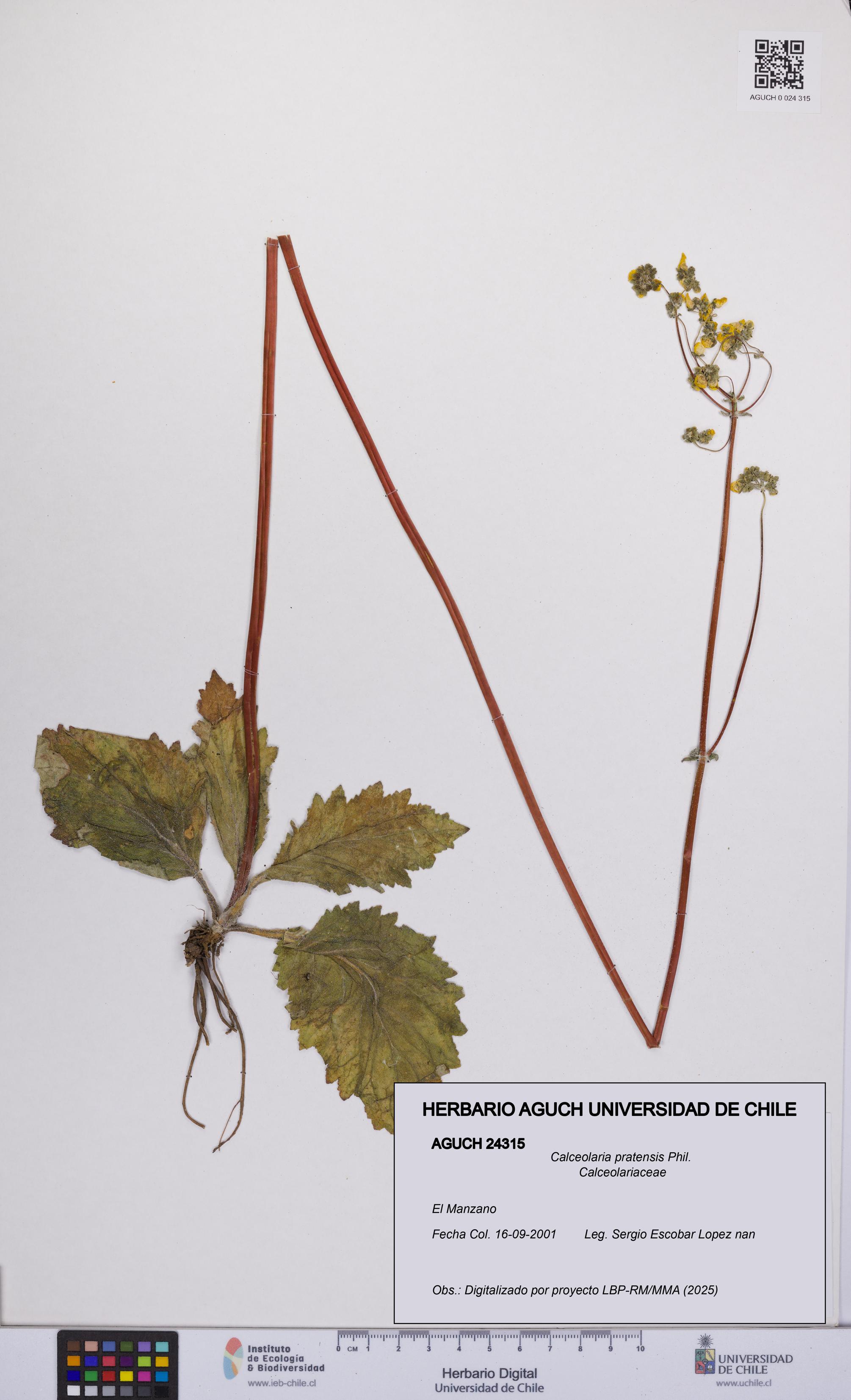 Calceolaria pratensis [Espécimen: UCH:AGUCH:0024315]