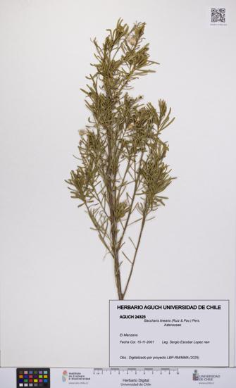 Baccharis linearis [Espécimen: UCH:AGUCH:0024323]