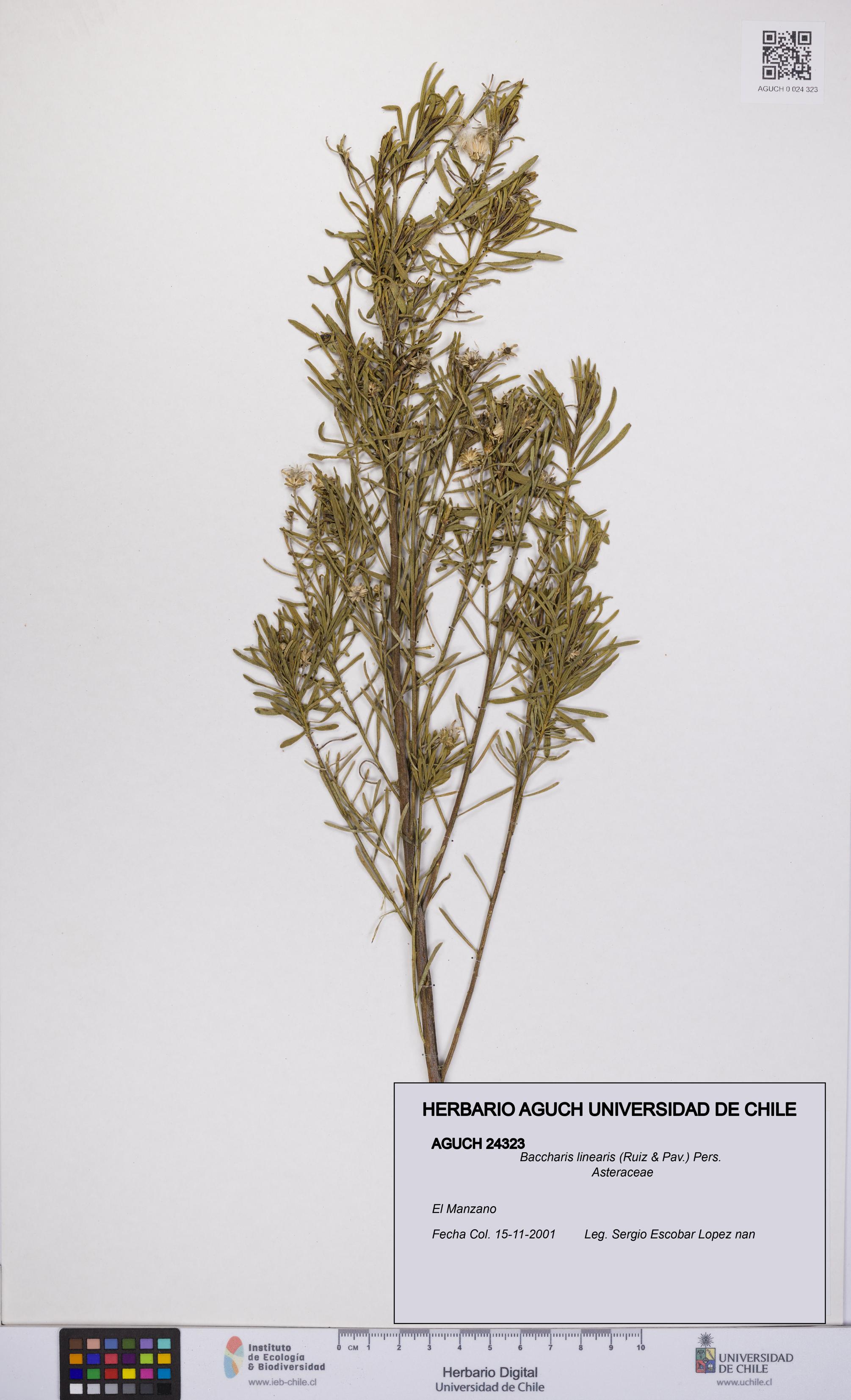Baccharis linearis [Espécimen: UCH:AGUCH:0024323]