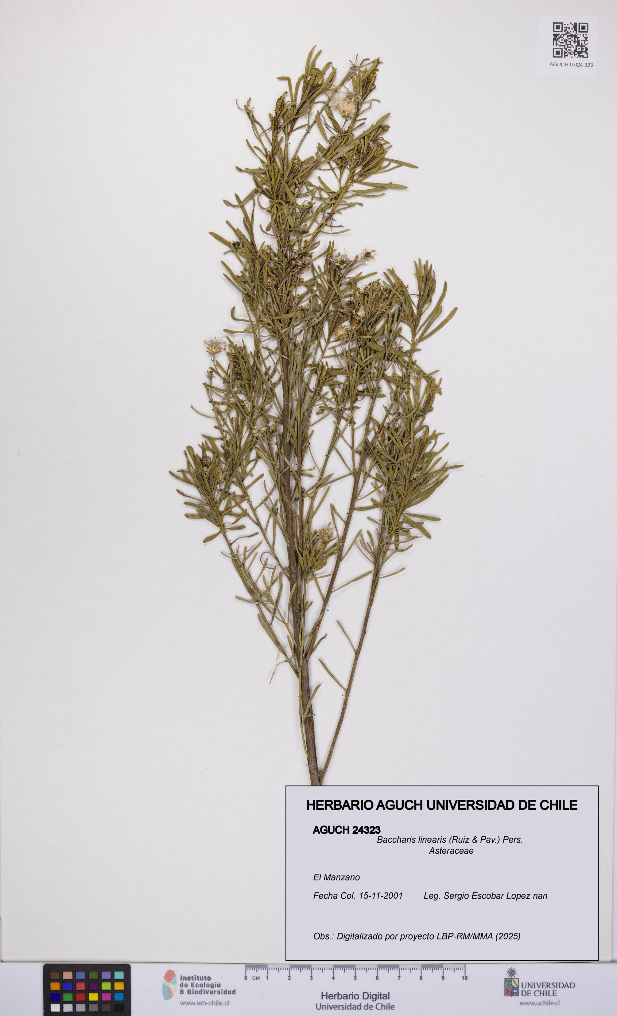 Baccharis linearis [Espécimen: UCH:AGUCH:0024323]