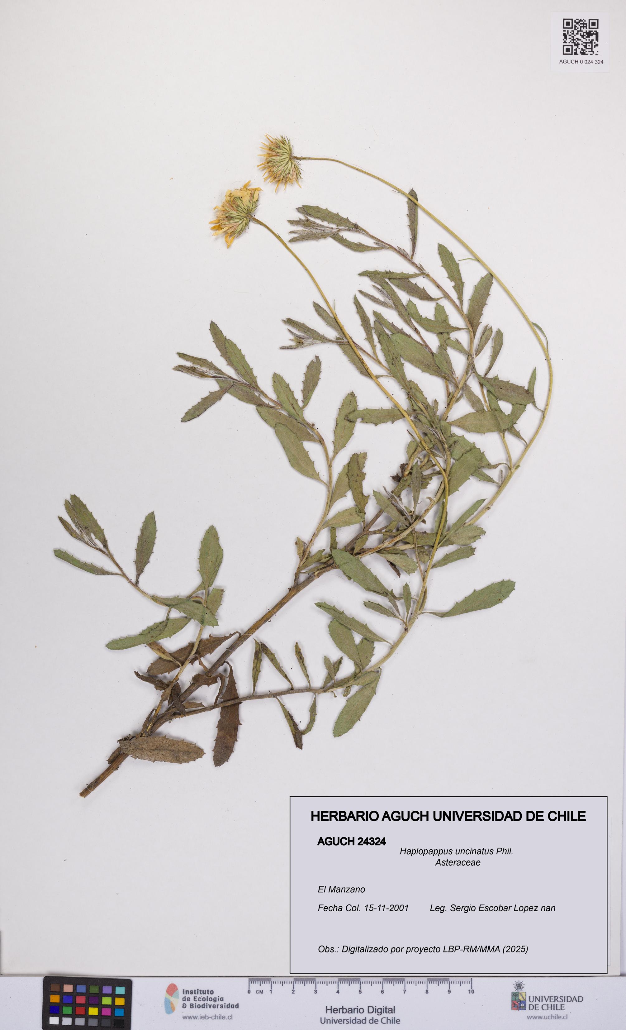 Haplopappus uncinatus [Espécimen: UCH:AGUCH:0024324]