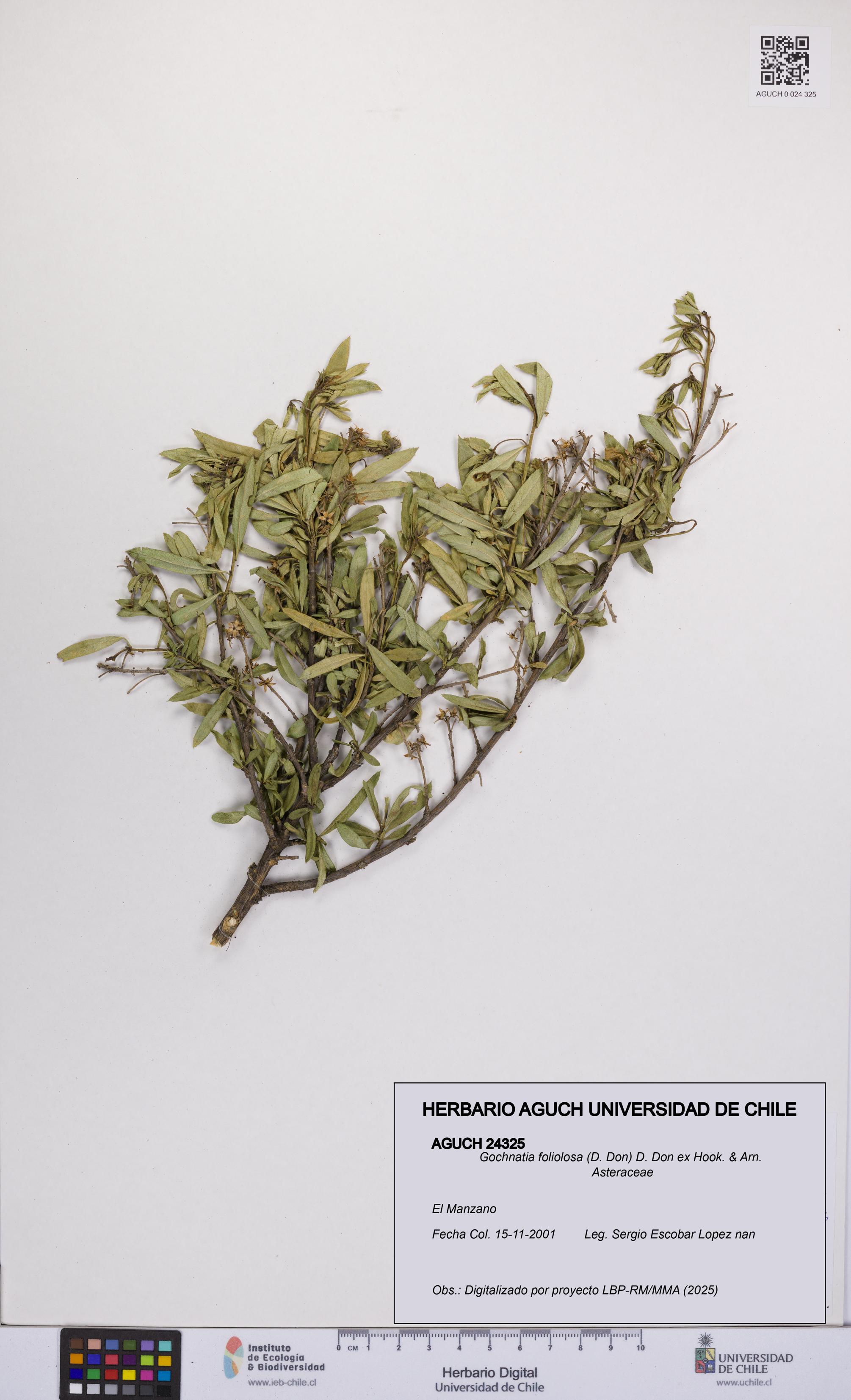 Gochnatia foliolosa [Espécimen: UCH:AGUCH:0024325]