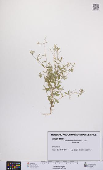 Chaetanthera ramosissima [Espécimen: UCH:AGUCH:0024326]