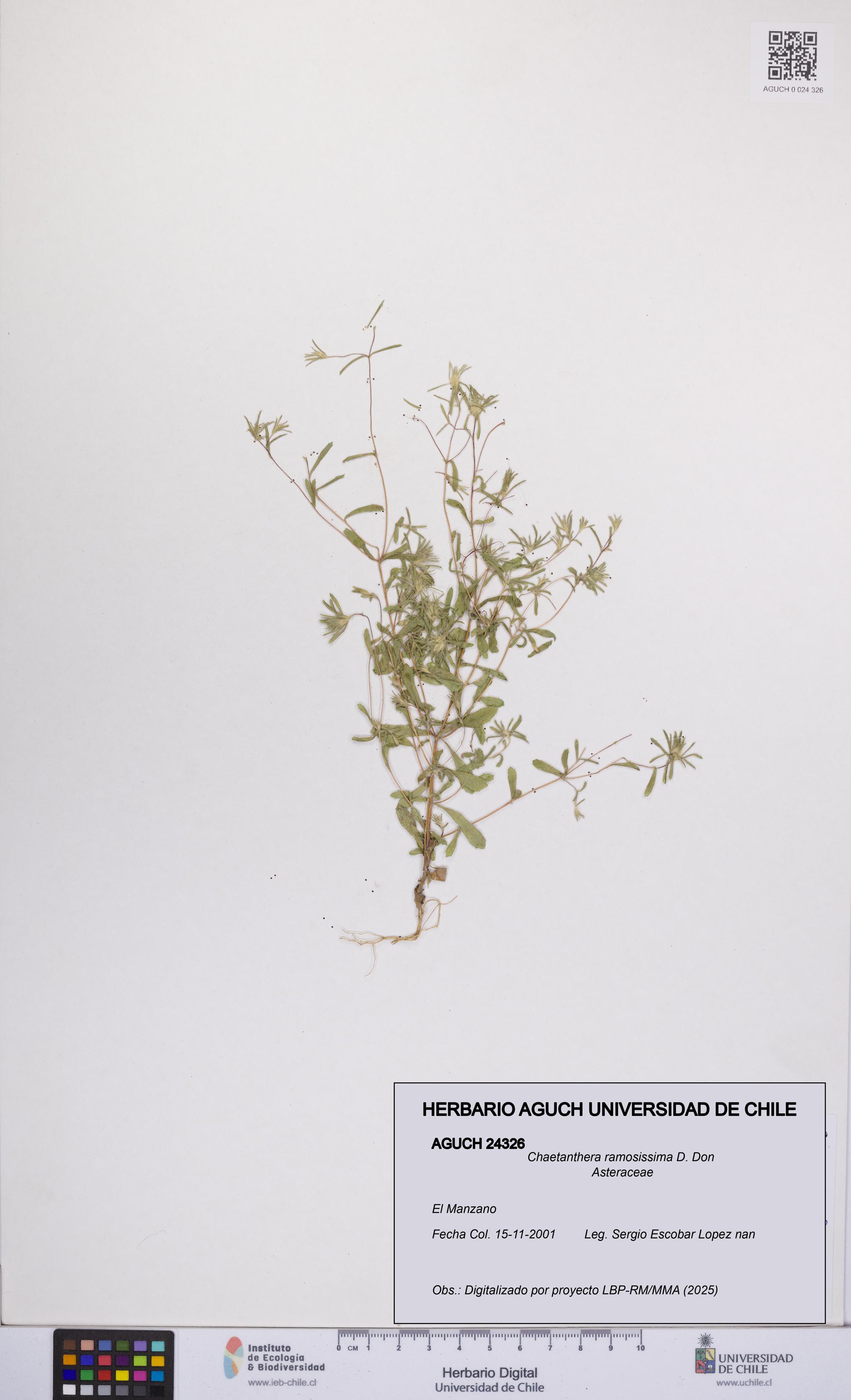 Chaetanthera ramosissima [Espécimen: UCH:AGUCH:0024326]