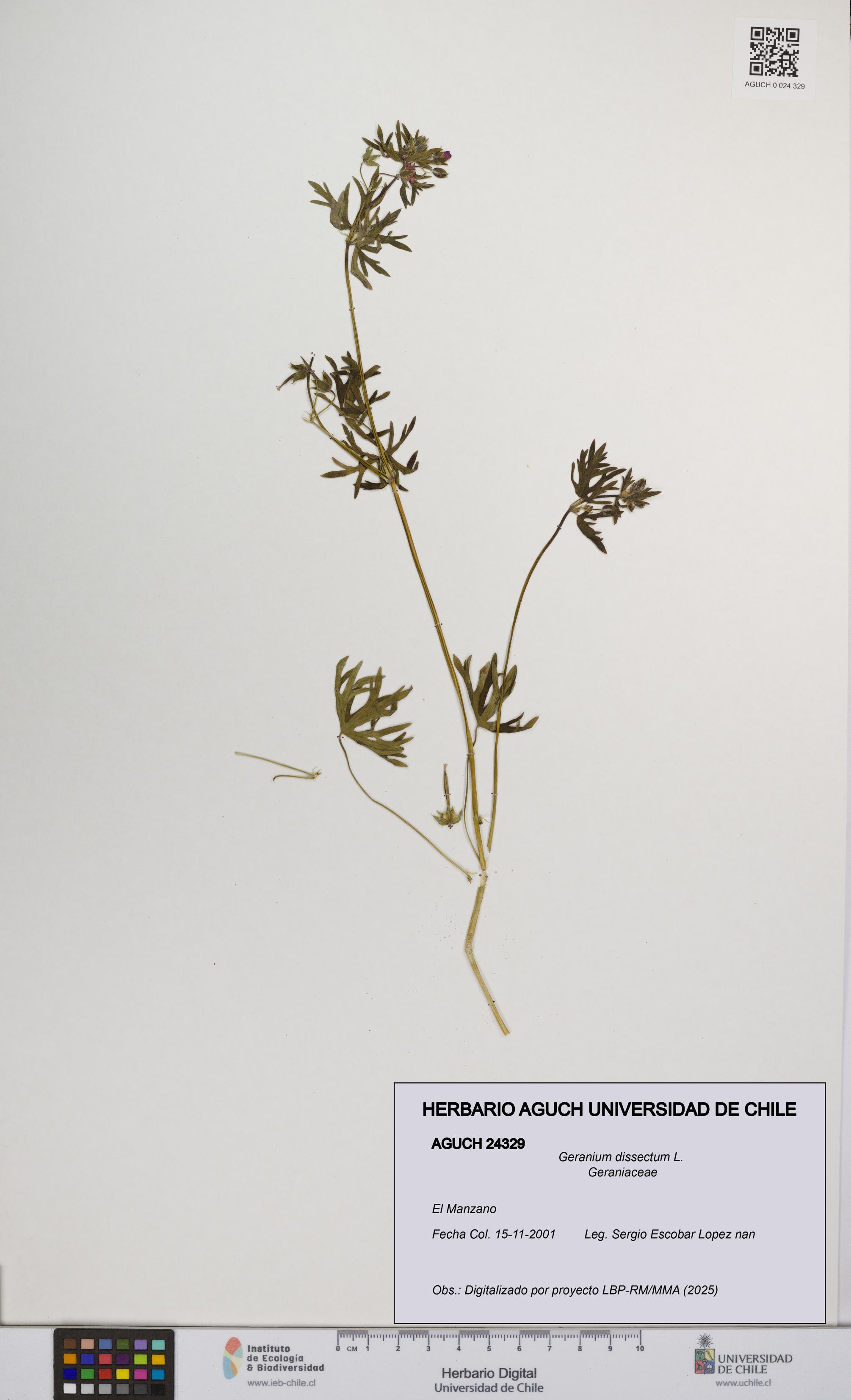 Geranium dissectum [Espécimen: UCH:AGUCH:0024329]