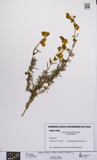 Calceolaria thyrsiflora [Espécimen: UCH:AGUCH:0024332]