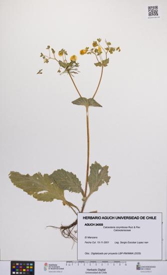 Calceolaria corymbosa [Espécimen: UCH:AGUCH:0024333]