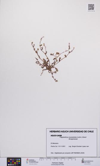 Plagiobothrys myosotoides [Espécimen: UCH:AGUCH:0024338]