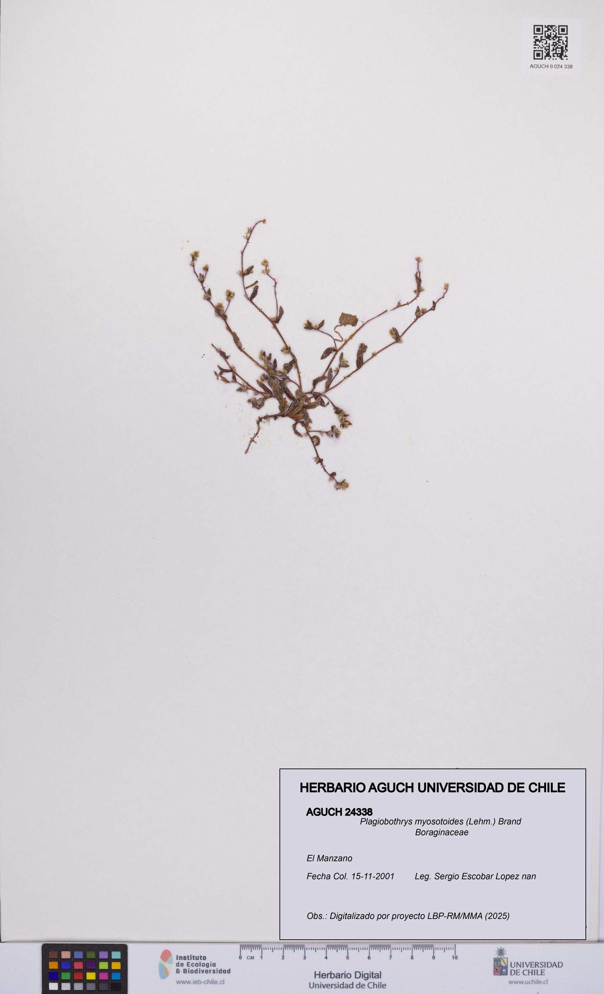 Plagiobothrys myosotoides [Espécimen: UCH:AGUCH:0024338]