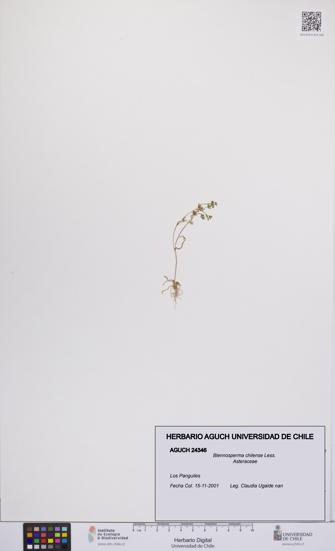 Blennosperma chilense [Espécimen: UCH:AGUCH:0024346]