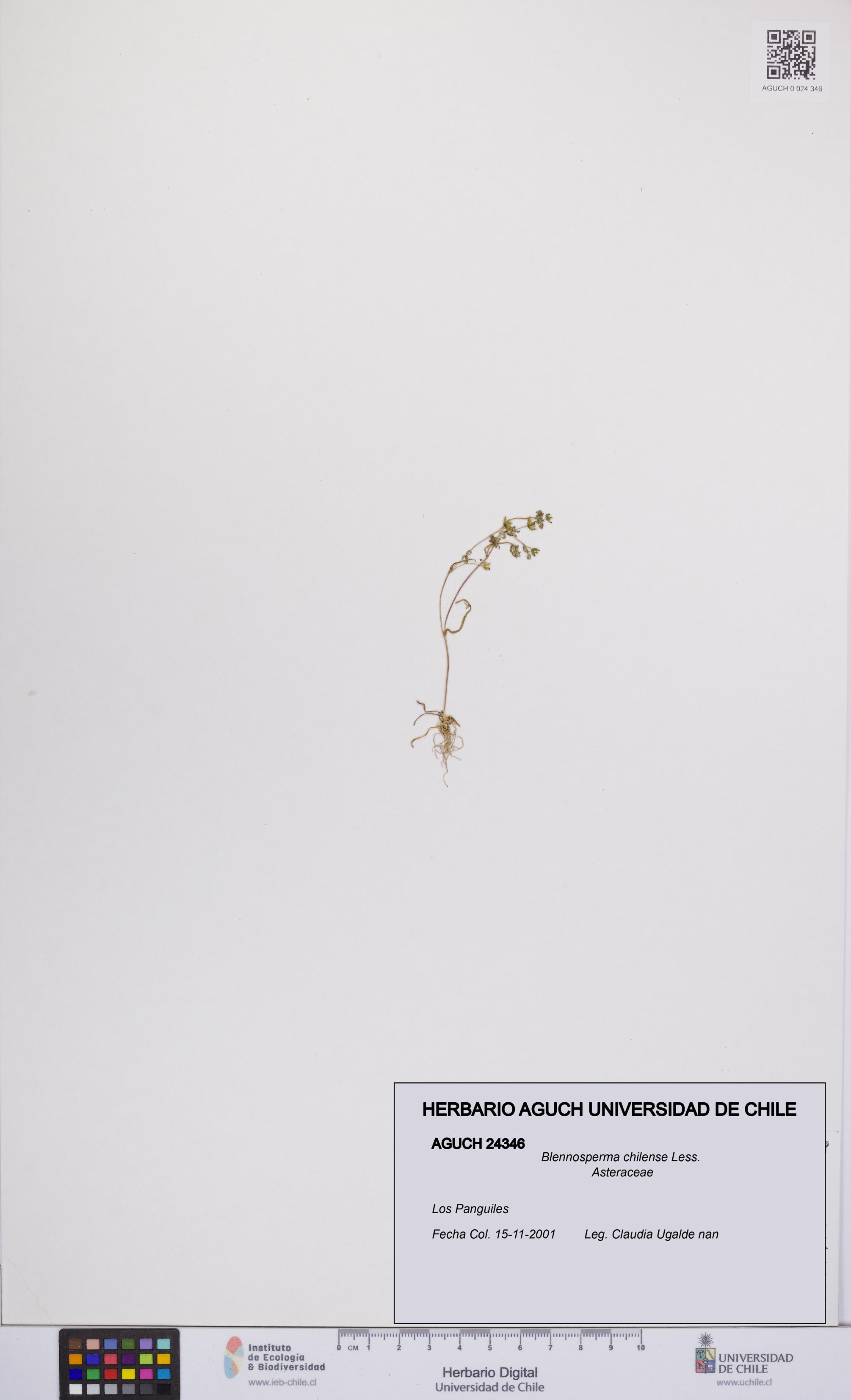 Blennosperma chilense [Espécimen: UCH:AGUCH:0024346]