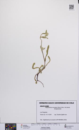 Plagiobothrys muricatus [Espécimen: ]