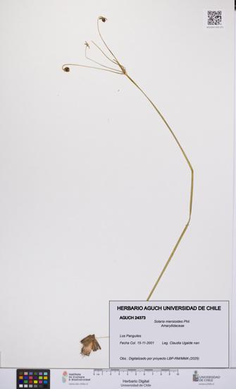 Solaria miersioides [Espécimen: UCH:AGUCH:0024373]