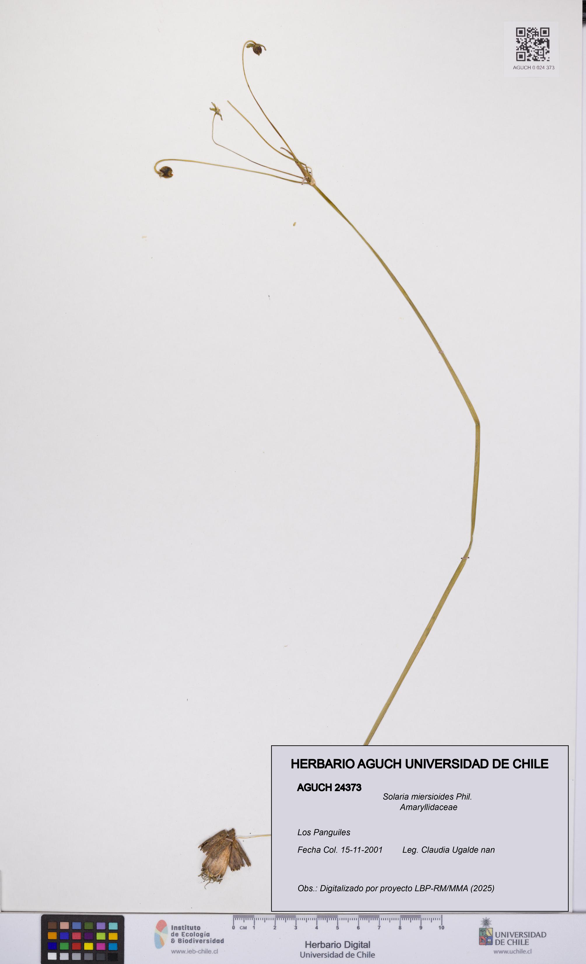 Solaria miersioides [Espécimen: UCH:AGUCH:0024373]