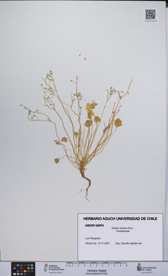 Oxalis cinerea [Espécimen: UCH:AGUCH:0024374]