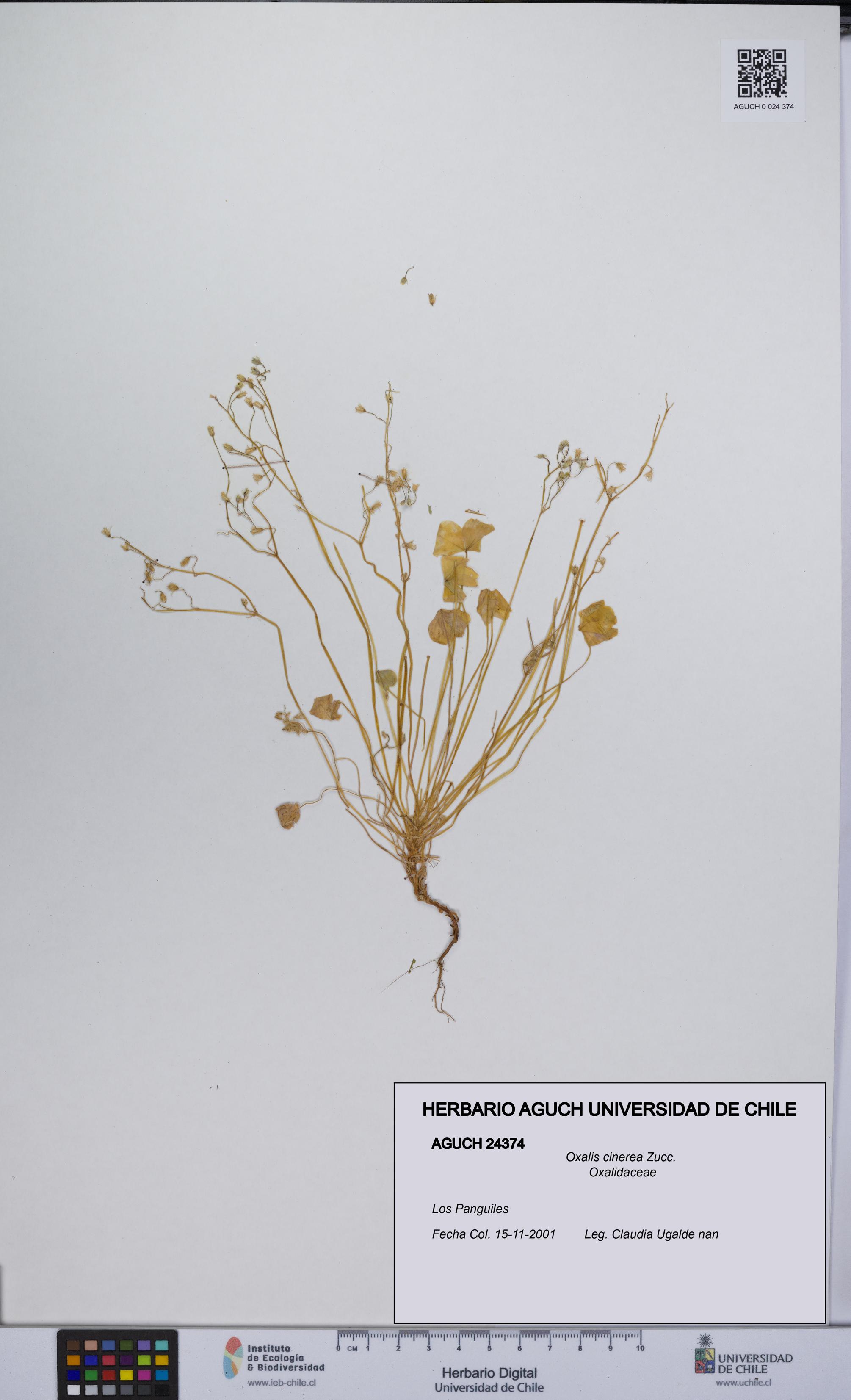 Oxalis cinerea [Espécimen: UCH:AGUCH:0024374]