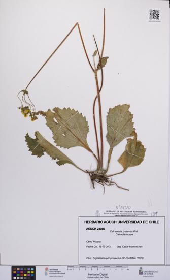 Calceolaria pratensis [Espécimen: UCH:AGUCH:0024392]