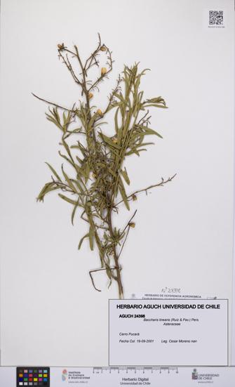 Baccharis linearis [Espécimen: UCH:AGUCH:0024398]