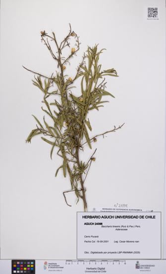 Baccharis linearis [Espécimen: UCH:AGUCH:0024398]