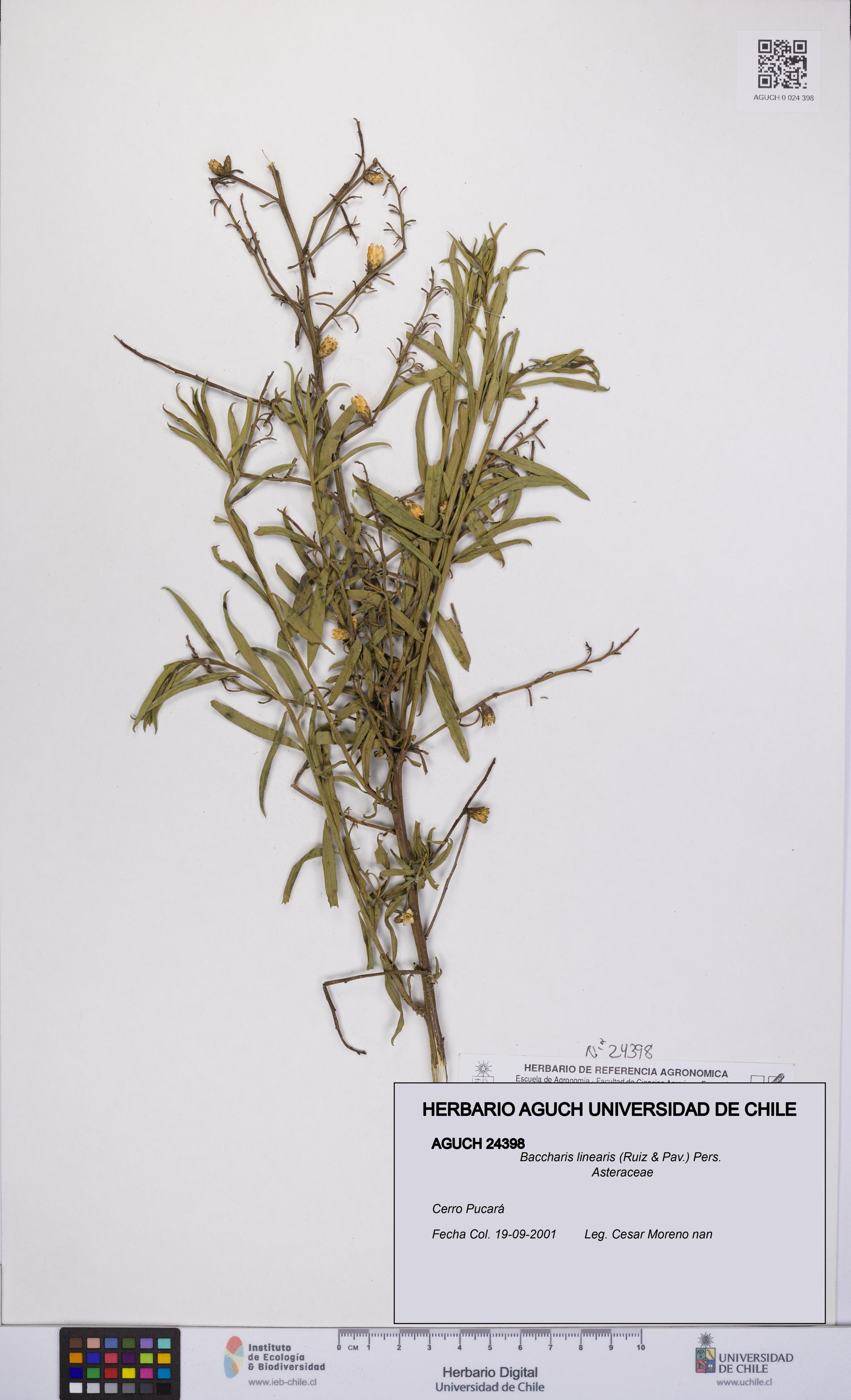 Baccharis linearis [Espécimen: UCH:AGUCH:0024398]